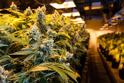 Indoor Grow Adobe Stock Credit Eric Limon Resized