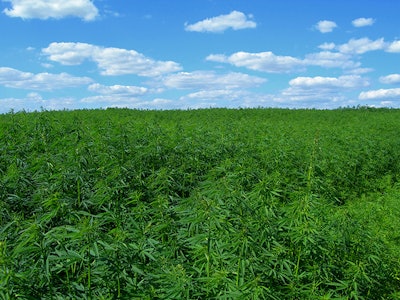 Industrial Hemp Adobe Stock Credit Davido Resized