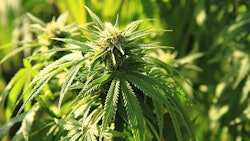 Marijuana Plant
