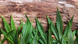 Marijuana Leaves On Wood Adobe Stock Credit Yeko Photo Studio Resized