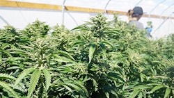 Outdoor Marijuana Grow