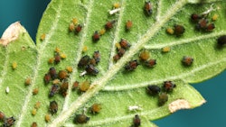 Aphids Img 2813 Fmt