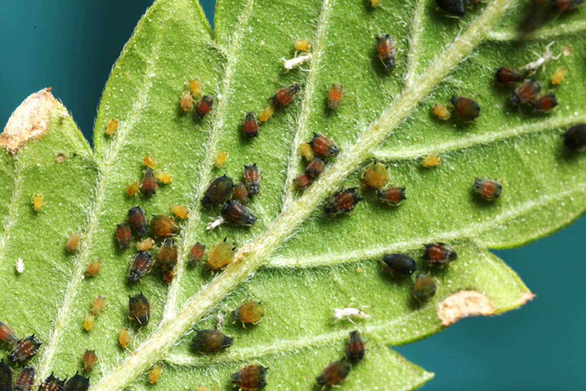 Stop Sweating Over Pests | Cannabis Business Times