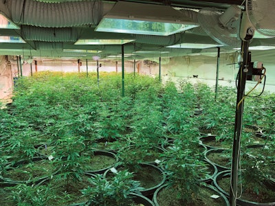 Arbico Dicot Farmsmaller Fmt