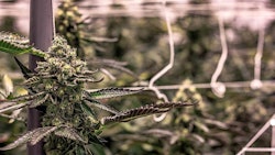 Cannabis Growing Indoors Adobe Stock Credit Christian Resized