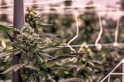 Cannabis Growing Indoors Adobe Stock Credit Christian Resized