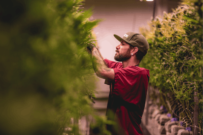 Cbt Mayflower Light Edit 9 Fmt