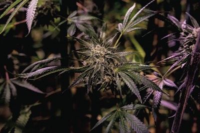 Cbt Veritas Final 8 Fmt