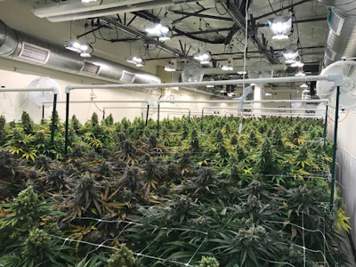 Denver Relief 1 Fmt