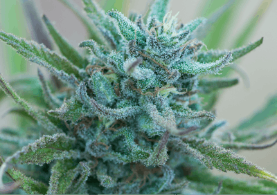 Esensia Garden Pixie Dust Fmt