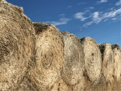 Without a market for the hemp fiber, Hemp Crew Corp. can only roll the fiber in large bales and use those as windbreakers on its property.
