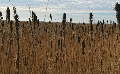 The windy and arid conditions are not conducive to large bud production. The hemp stalks at Hemp Crew Corp. usually only have one large cola at the top.