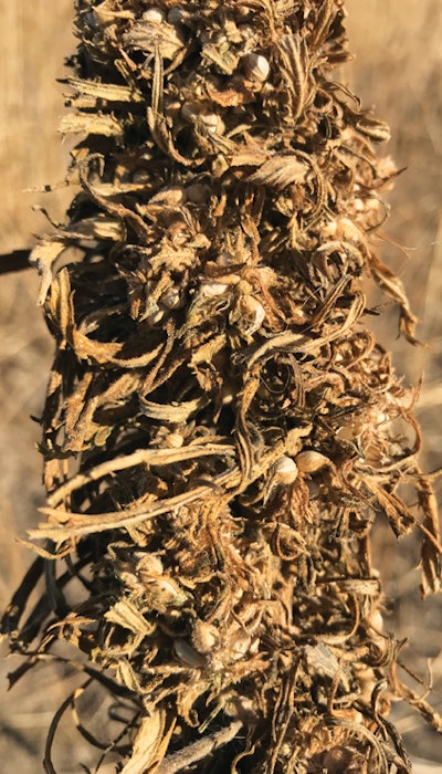 A close-up of a hemp cola. The company completes harvest in one day by removing top of the plants and leaving the unusable stalks in the ground.