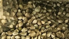 Hemp seeds from Hemp Crew Corp. in Canada. The company sells truckloads of seeds as dehulled hempseed and bird feed.