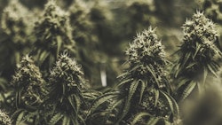 Marijuana Plant Indoors Adobe Stock Credit Kyle Resized