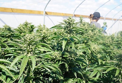 Outdoor Marijuana Grow