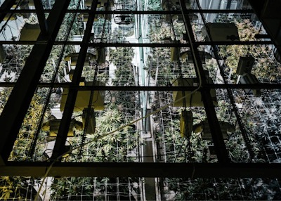 4 Cultivators Share Their Best Data Tracking Lessons2