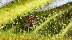 Aphid Img 5686x Fmt