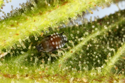 Aphid Img 5686x Fmt