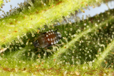 Aphid Img 5686x Fmt