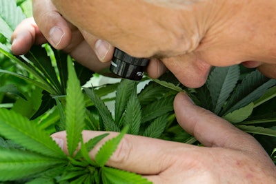 Aphria030 Fmt