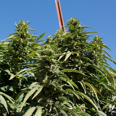 Beija Flor 10 13 17 Square Flow Kana Photo Fmt