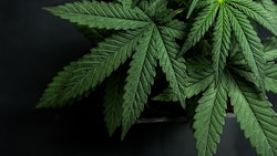 Cannabis Leaves Adobe Stock Credit Iarygin Andrii Resized