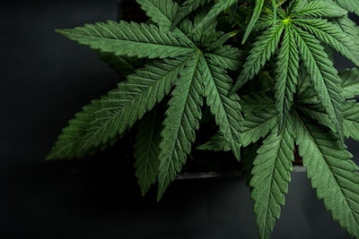 Cannabis Leaves Adobe Stock Credit Iarygin Andrii Resized