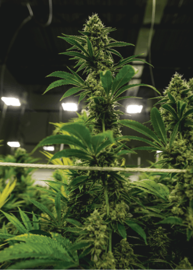 Cbt Terrapin Finals 2 Fmt