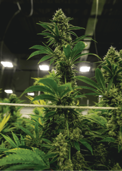 Cbt Terrapin Finals 2 Fmt