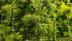 Cresco Labs
