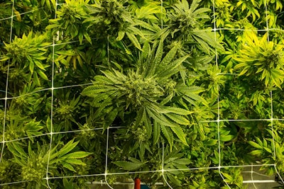 Cresco Labs