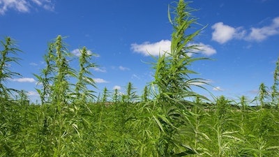 Hemp