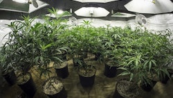Indoor Grow 2