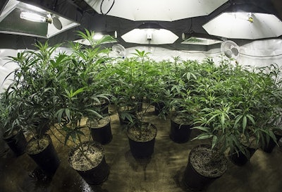 Indoor Grow 2