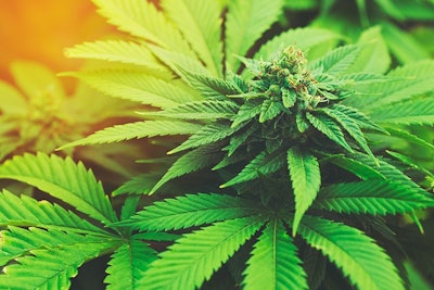 Marijuana Plant Adobe Stock Credit Epic Stock Media Resized
