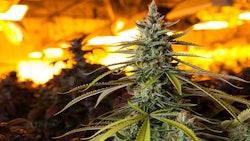 Marijuana Under Lights Adobe Stock Credit Eric Limon Resized