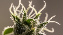 Mojave Teaser1 Resized