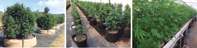 Smart Pot Fmt