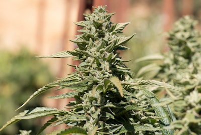 Underdog Og X Cookies 04 Beija Flor 10 13 17 Flow Kana Photo Fmt