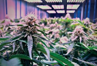 Amanda Mac For Trail Blazin' (1) Fmt