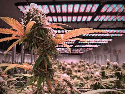 Amanda Mac For Trail Blazin' (2) Fmt