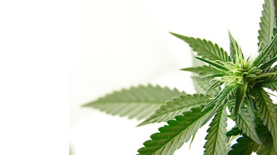 Cannabis Adobe Stock Credit Julyuela Resized