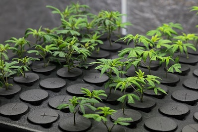 Cannabis Clones Adobe Stock Credit Kyle Resized
