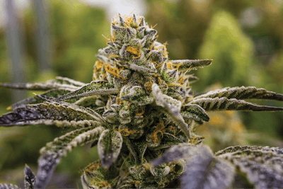 Dosido Good 6469 Fmt