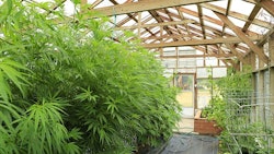 Greenhouse