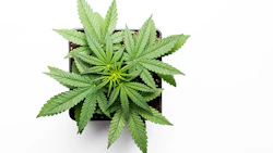 Growing Marijuana In Pot Adobe Stock Credit Iarygin Andrii Resized
