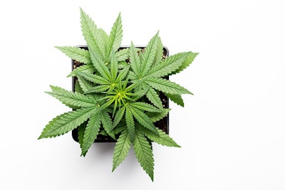 Growing Marijuana In Pot Adobe Stock Credit Iarygin Andrii Resized