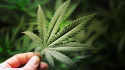 Hand Holding Cannabis Adobe Stock Credit Yellowj Resized