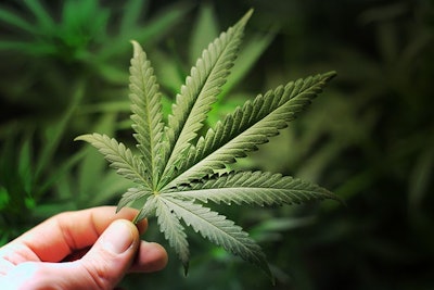 Hand Holding Cannabis Adobe Stock Credit Yellowj Resized